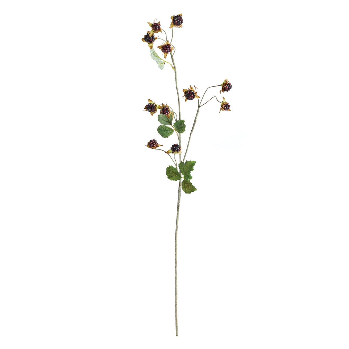 Wild Blackberry Stem 31"