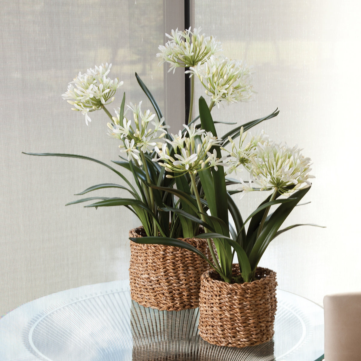 Agapanthus Drop-in 23"