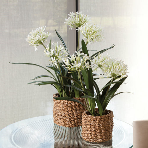 Agapanthus Drop-in 23"