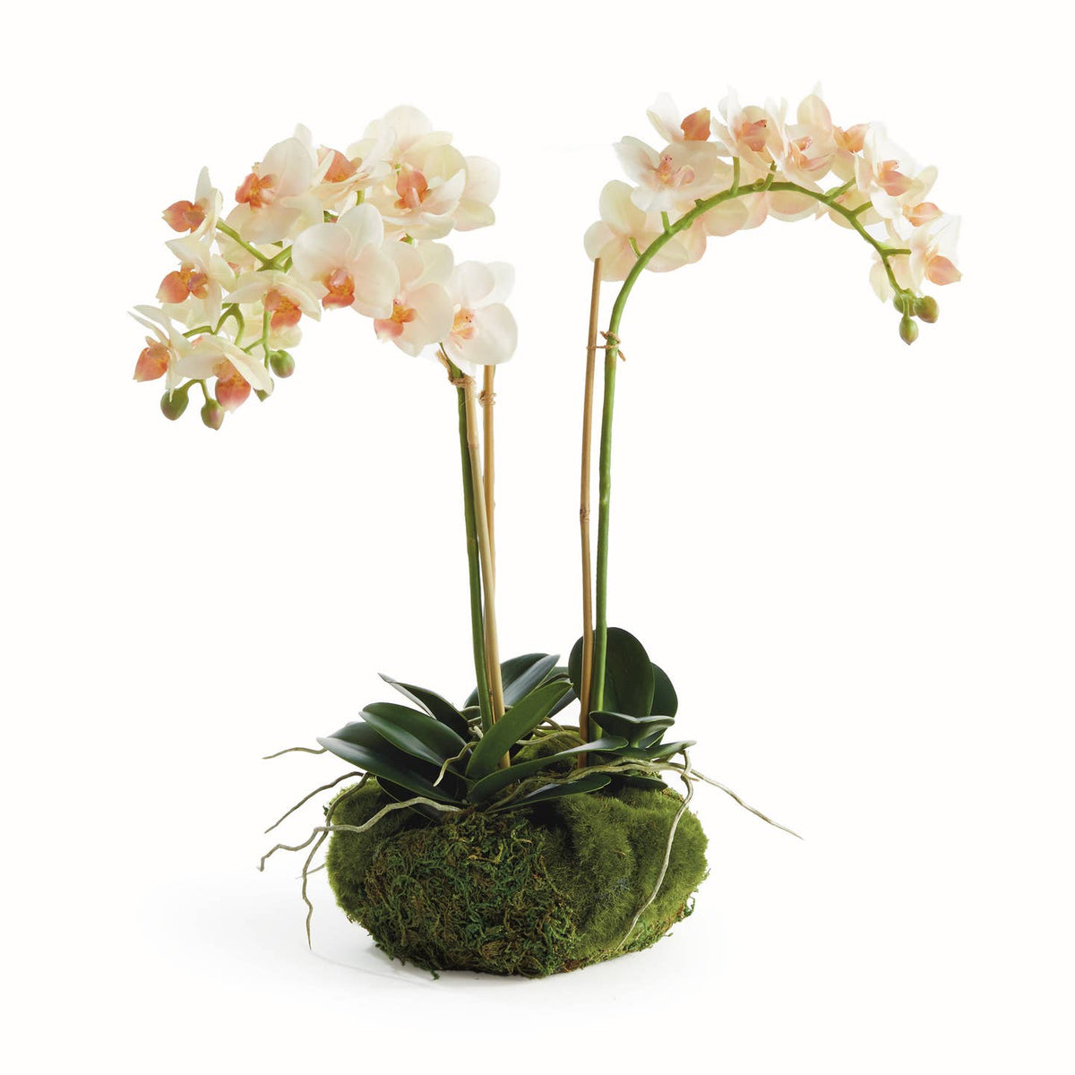 Phalaenopsis Orchid 16" Mini Garden Drop-in