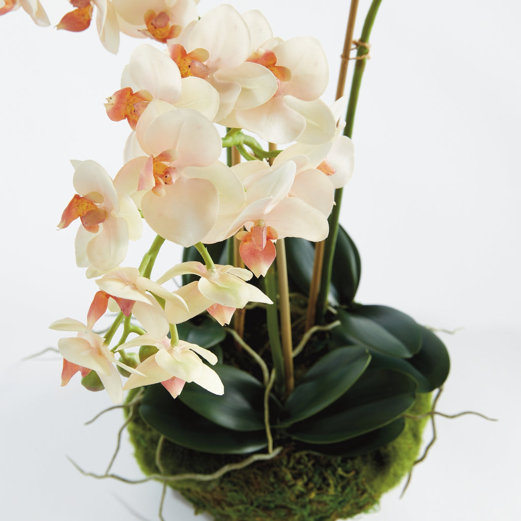 Phalaenopsis Orchid 16" Mini Garden Drop-in