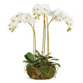 Phalaenopsis Orchid Mini Garden Drop-in 16"