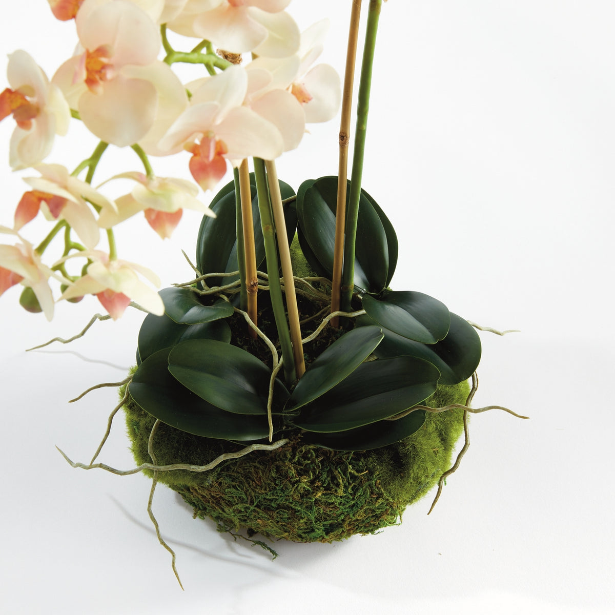 Phalaenopsis Orchid 16" Mini Garden Drop-in