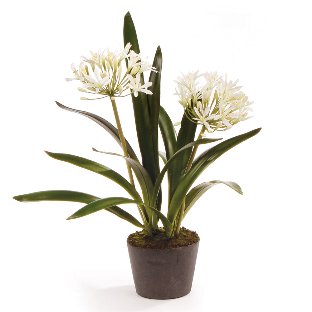 Agapanthus Drop-in 23"